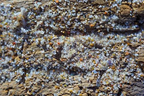 Small grains of sand on the surface of an old dried cracked tree. Stock Photos