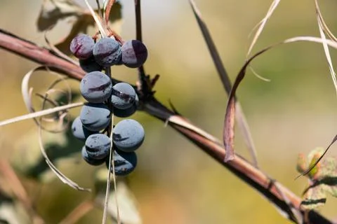 Small Grape Cluster Stock Photos