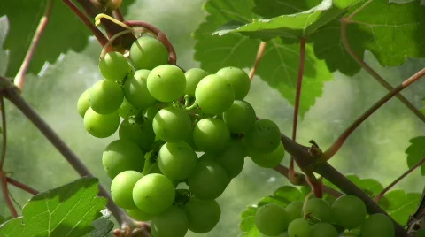 Small grape Stock Footage 488480