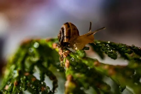 Small grape snail close-up on a thuja branch. Helix pomatia, Gastropoda Stock Photos