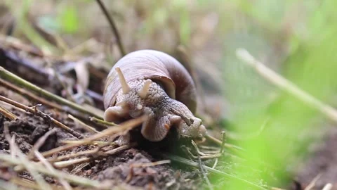 A small grape snail is hiding in the grass. Small Wild Animals	 Stock-Footage 304244297