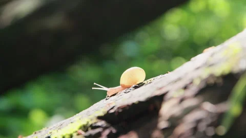 A Small Grape Snail Is Slowly Crawling Along A Branch Stock Footage 267015136