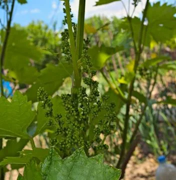 Small grapes growing on grapevine, close up Stock Photos