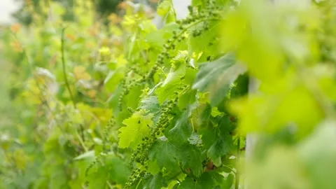 Small grapes just starting to grow Stock-Footage 243000853