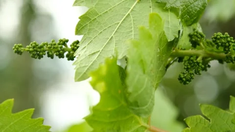 Small grapes just starting to grow Vídeos de archivo 243009703