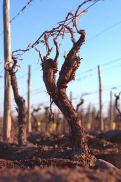 Small grapevine after winter pruning Photos