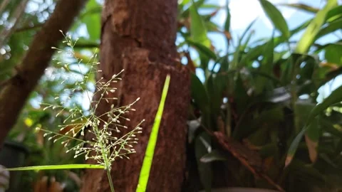 Small grass blowing in the wind Stockbeeldmateriaal 260448039