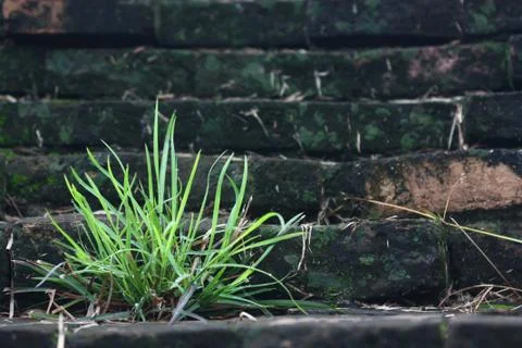 Small grass on brick wall Stock Photos