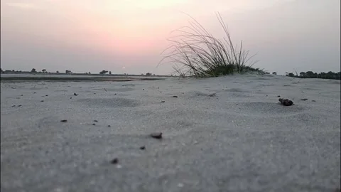 Small Grass Bush On Empty Sand Field At Sunset 库存影片 337679307