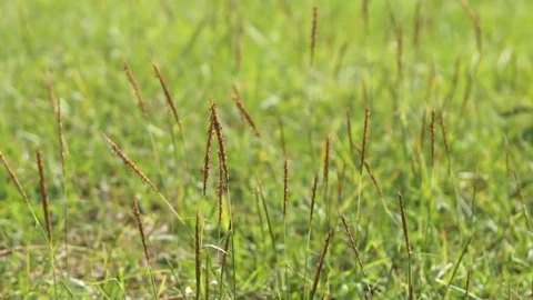 Small grass flower Stock Footage 124877554