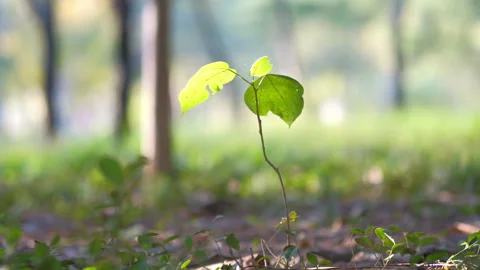 A small grass 動画素材 255713301