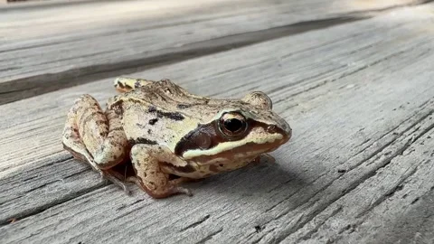 Small grass frog sits quietly on a wooden surface with his webbed feet tucked Stock Footage 277616081