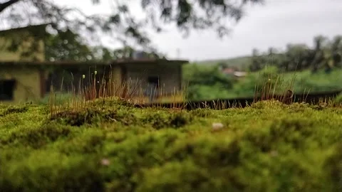 Small grass green Stock Footage 238757466