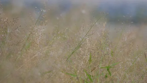 Small grass on the ground while wind blowing Stock Footage 127999379