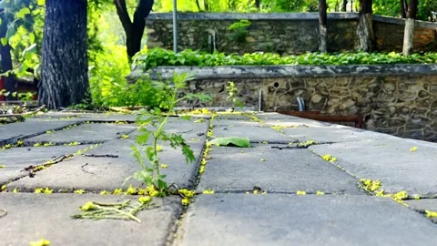 A Small Grass Growing from the Crack of Bricks Stock Footage 315936956