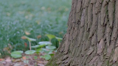 Small grass growing quietly next to the big tree in spring 스톡 동영상 108979301