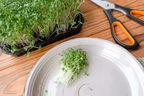 Small grass has grown on the windowsill. Microgreens cabbage Foto stock