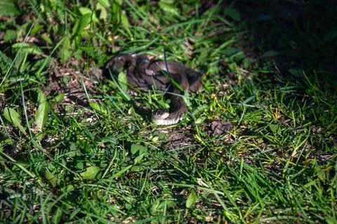 A small grass snake coils in lush green grass on a sunny day Stock Photos