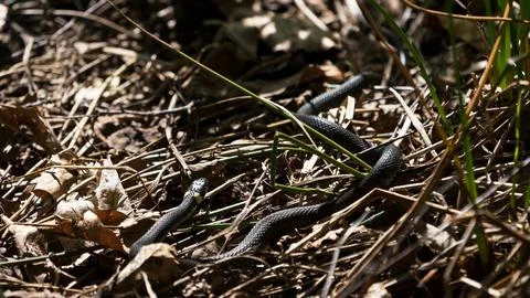 Small grass snake on the ground Stock Photos