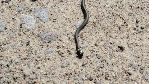 Small grass-snake on the sand. Stock-Footage 100757175