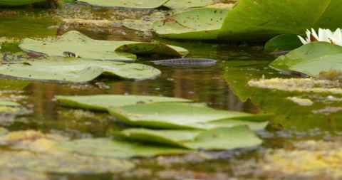 A small grass snake swim between leaves on a pond surface Stock Footage 262563892