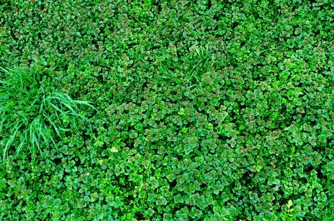 Small grass top view. Natural grass background Stock Photos
