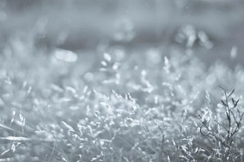 Small grass in the wind Stock Photos