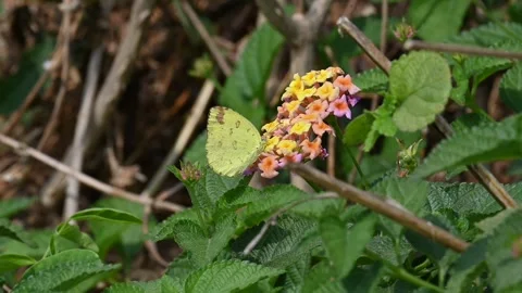 A small grass yellow butterfly rests on Lantana camara flowers. Видео 331418987