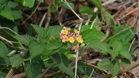 A small grass yellow butterfly rests on Lantana camara flowers. Stock-Footage 331418993