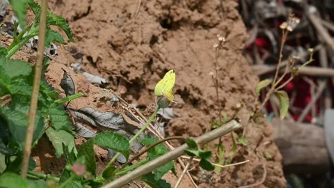 A small grass yellow butterfly rests on Tridax procumbens flower. 스톡 동영상 331419009