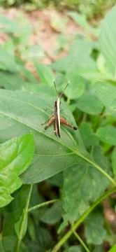 Small grasshopper in a big forest Stock Photos