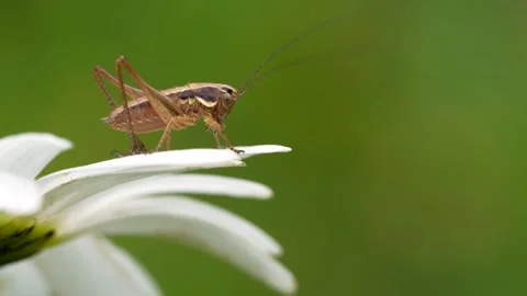 Small grasshopper on a daisy in a meadow in spring. Stock Footage 245448632