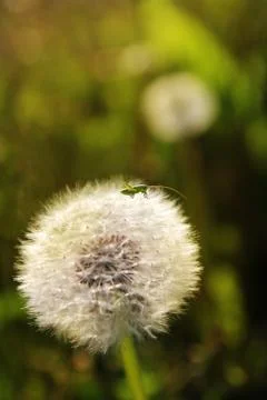 A small grasshopper on a dandelion Stock Photos