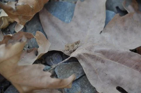 Small grasshopper on dry leaf Stock Photos