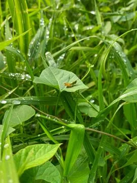 A small grasshopper in the grass in raindrops Stock Photos