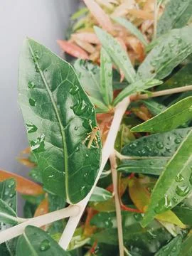 Small grasshopper on the green leaf Stock Photos