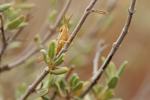 Small grasshopper hides on branch of thyme plant, thymus vulgaris, Alcoy, Spain Stockfoto's