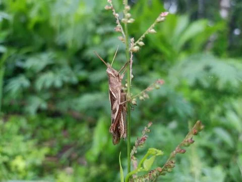 A small grasshopper landed on a rice leaf Stock Photos
