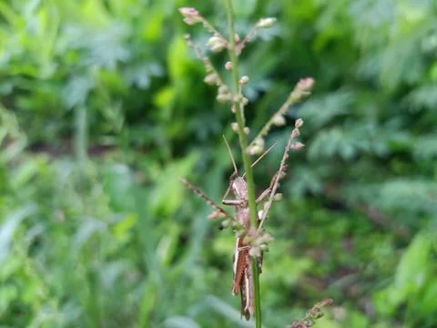 A small grasshopper landed on a rice leaf Stock Photos