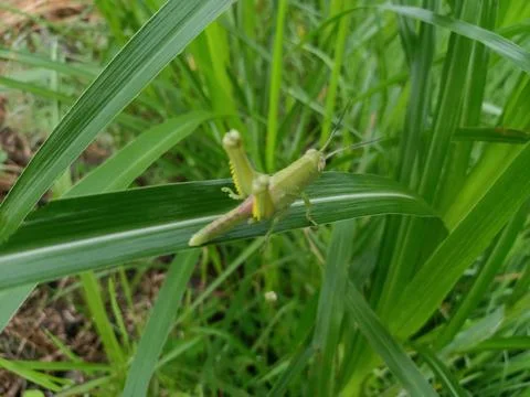 A small grasshopper landed on a rice leaf Foto stock