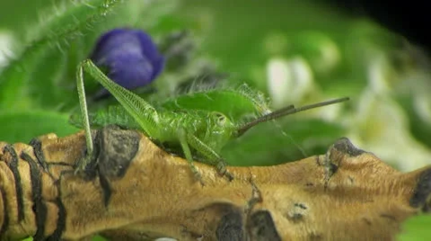 Small grasshopper macro Stock Footage 24161555