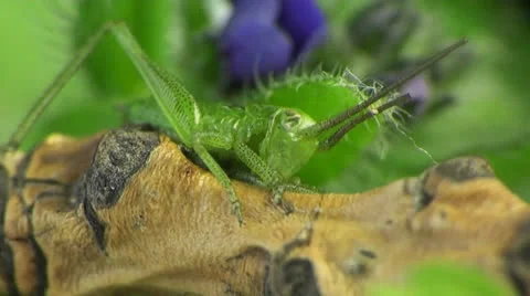 Small grasshopper macro Stock Footage 24161652