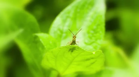 Small grasshopper motionless sitting on the leaves of plants Stock-Footage 43376148