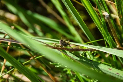 Small grasshopper peeking through tall green grass blades Stock Photos