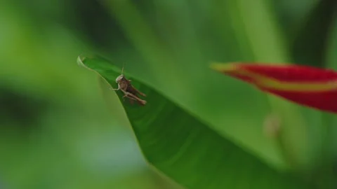 A small grasshopper perched on the edge of a lush green leaf in the Costa Rican 库存影片 336057940