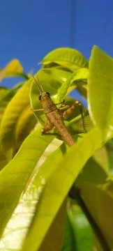 Small grasshopper perched on tender mango leaf tip outdoors Stock Photos