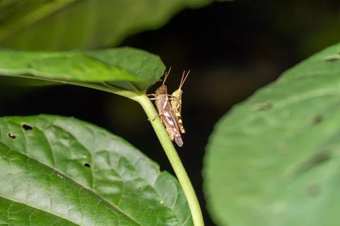 Small grasshopper perches on a green leaf Stock Photos