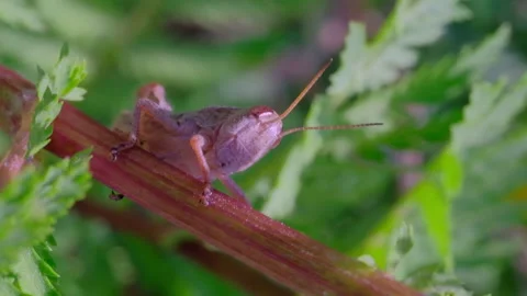 Small Grasshopper on Plant Stem Swaying in Wind Macro Nature Video stock 336577410