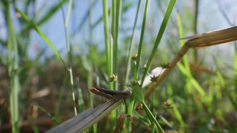 Small Grasshopper Resting on Plant Stem in Wild Summer Meadow Stock Footage 345157815