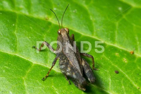 Small Grasshopper Siting On A Leaf Stock Photos